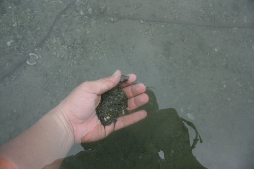 在水中輕晃，把泥沙漂洗掉