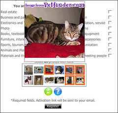 cats.png
