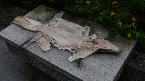 P1000207 (by tenz1225)